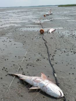 Group calls for total ban on gill nets P1330531535