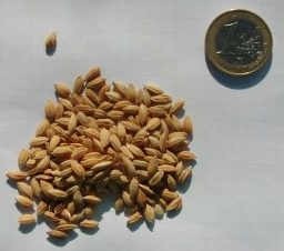 alimentation a base de grains. Riz