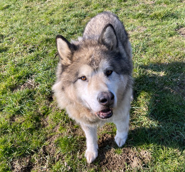 Husky- Rüde- Flash Flash1