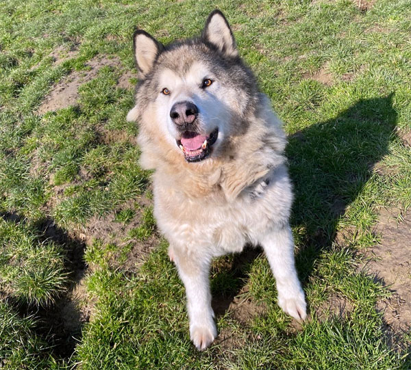 Husky- Rüde- Flash Flash4