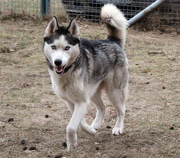 Husky- Rüde- Thunder (Vorvermittelt) Thunder2