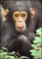 Avez-vous reconnu l'animal Chimpanze