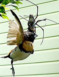 Misión 2: Caceria en el instituto [Dia 1 - Mañana] Arana_come_pajaro1-231x300