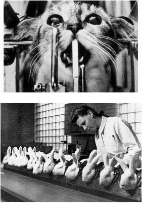 Animal Experimentation F17_18