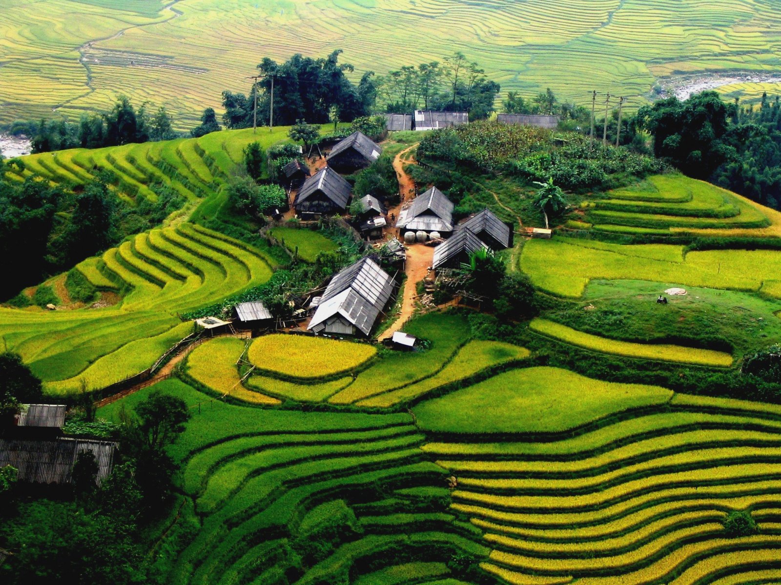 Viet-Nam Sa-pa-riceterrace-vietnam