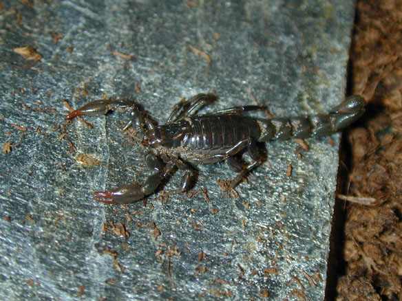 can someone please tell me about scorpion mites and how they grow... O_alticola2