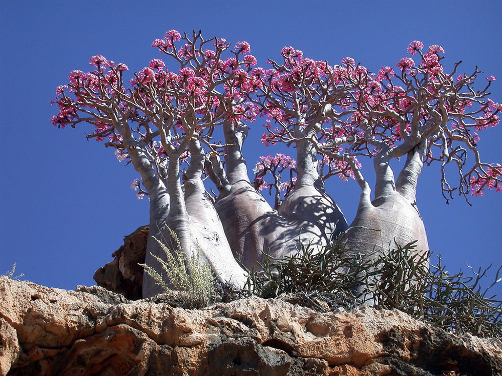 Lugares alucinantes del planeta para visitar Socotra