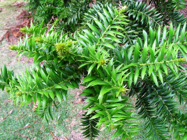 شجرة الاروكاريا الجميلة وطريقة إكثارها Araucaria_bidwillii2