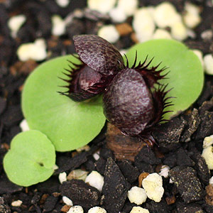 HOA GIEO TỨ TUYỆT - Page 30 Corybas-fimbriatus