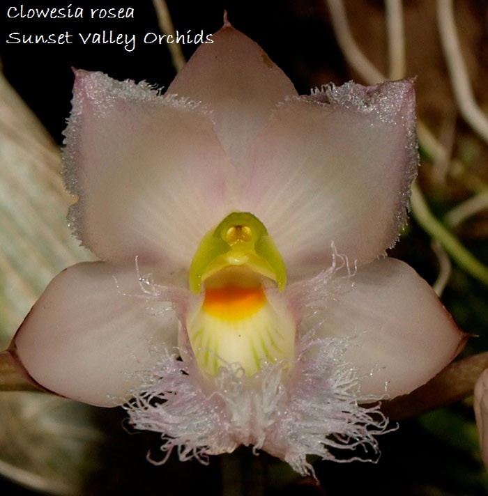 TÌNH YÊU LAN 4 - Page 76 Clowesia-cl-rosea-photo-courtesy-of-fred-clarke-sunset-valley-orchids_orig
