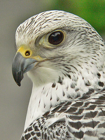 Autumn Brooke and her three companions Gyrfalcon2