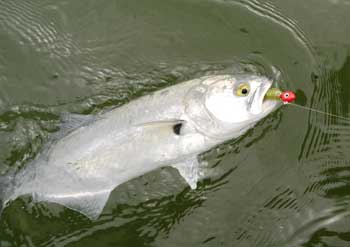 اسماك البحر الابيض المتوسط Bluefish