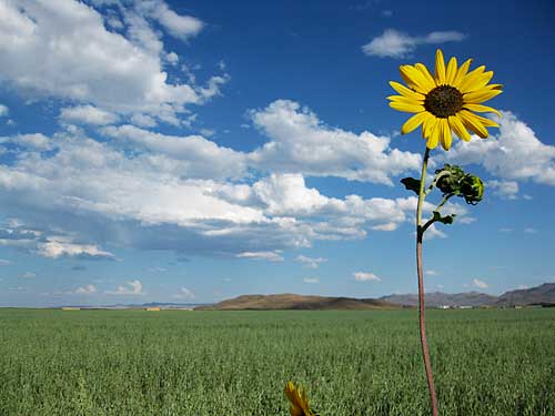Fotografije suncokreta Sunflower