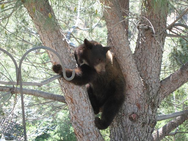 Bear in the window! PICTURES INCLUDED IMG_0877