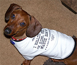 I put pictures of my wiener on the internet Dachshund_reno