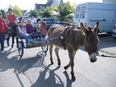Quelle taille de charrette pour un âne d'1m ? Ramene-ta-pomme-06