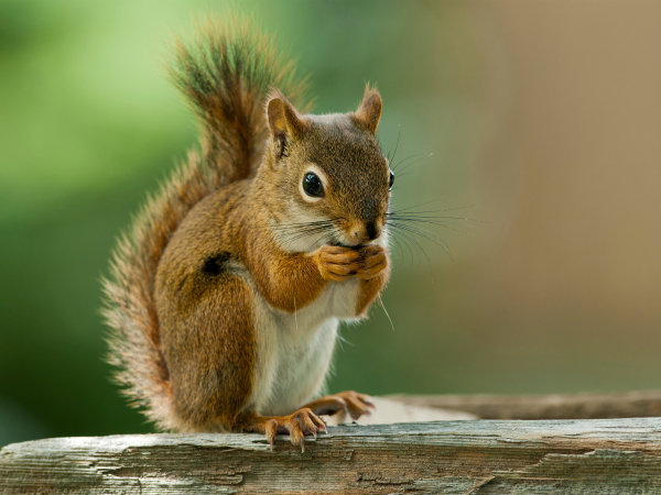 Qué animal eres según tu fecha de nacimiento Ardilla-marron