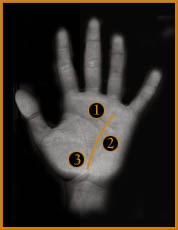 قراءة الكف بالصور و الشرح موضوع شامل لتفسير خطوط اليد  Health01