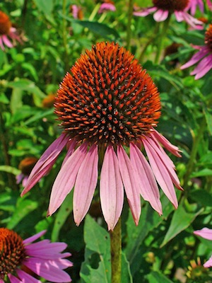 31 Long-Forgotten Native American Medical Cures Echinacea