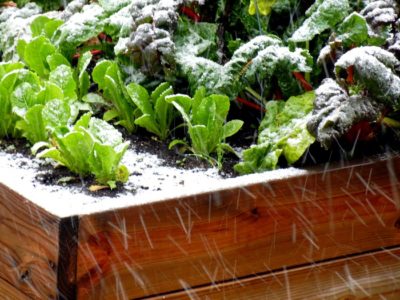 Winter Gardening Tricks, Tips And Secrets Winter-garden-deeprootsathomeDOTcom-400x300