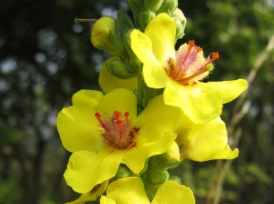 31 Long-Forgotten Native American Medical Cures Mullein-wikimedia-400x297