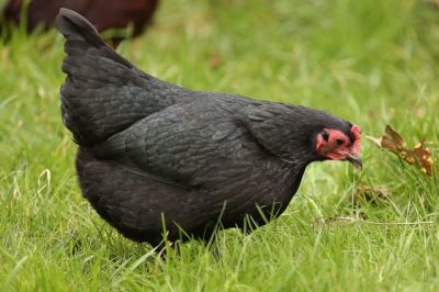 The 8 Best Egg Laying Breeds Of Backyard Chickens Australorps-ionicphotographyDOTcoDOTuk-400x266