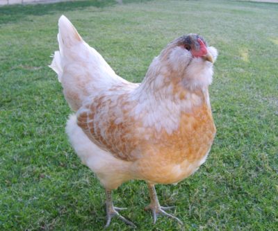 The 8 Best Egg Laying Breeds Of Backyard Chickens Easter-egger-mypetchickenDOTcom-400x333