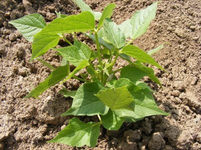 10 Fast-Growing Spring Vegetables You Can Harvest In About 30 Days Bean-88209_640-400x300