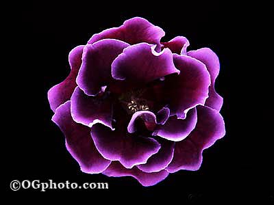 مناظر روعة بجميع الألوان D1915-17_purple_gloxinia