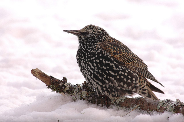 l'oiseau de martin du 14 Août trouvé par Blucat Etourneau-sansonnet_JS