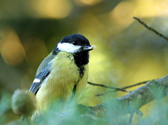 Comment Aider les Oiseaux du Ciel (Nichoire) : MesangeCharb2_PRM