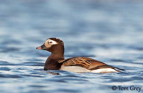 Devines le nom de l'oiseau (Europe) Harelde-boreale-mbr-tg1