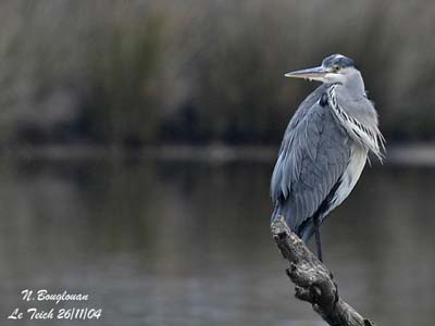 Panasonic LUMIX FZ200 - Premier Test - Page 10 Heron-cendre4