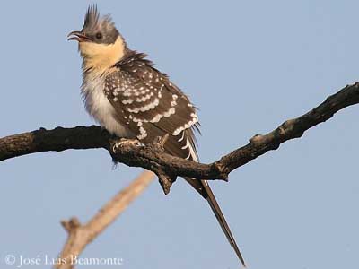 un oiseau à découvrir Martin du 13 novembre trouvé par Martine Coucou-geai-jlb1