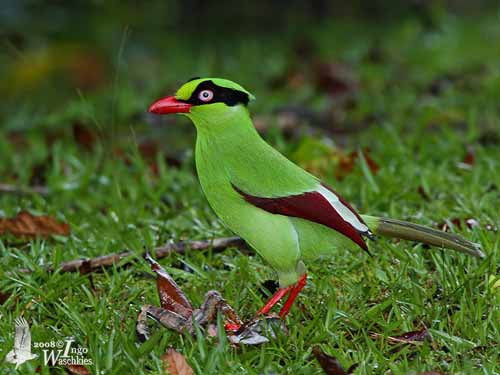 un oiseau - ajonc - 10 février trouvé par Jovany Pirolle-q-courte-sol-iw4