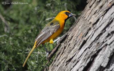 un oiseau à trouver Martin 20 mars trouvé par Martine Oriole-gros-bec-imm-jmf