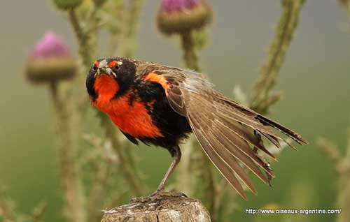 Oiseau Martine 15/02/2015 trouvé par Ajonc Sturnelle-australe-male-pw2