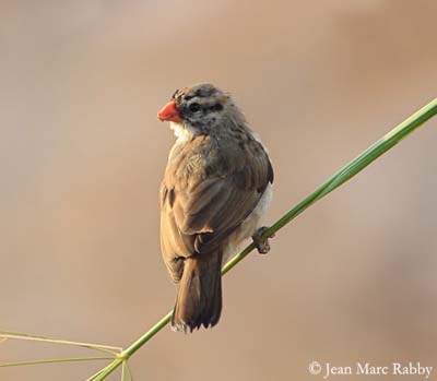 Pin-Tailed Whydah Veuve-domi-immature-jmr