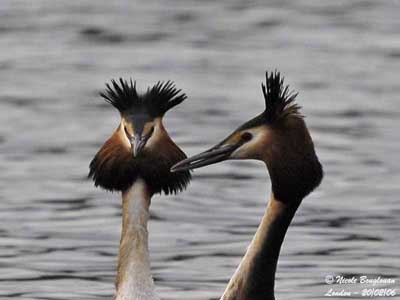 غطاسيات   ......... Grebe-huppe-pair-tete-nb