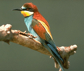 l'oiseau de Martin du 23 Août trouvé par Martine Phot1020