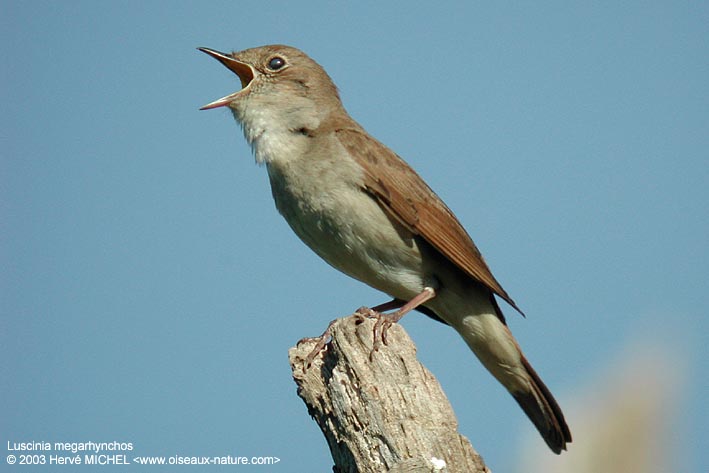 Traducteur de   langue humaine =) chant d'oiseaux Rossignol_philomele01