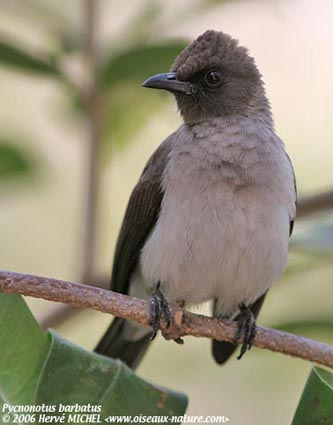 البلابل وانواعها Bulbul_jardins04