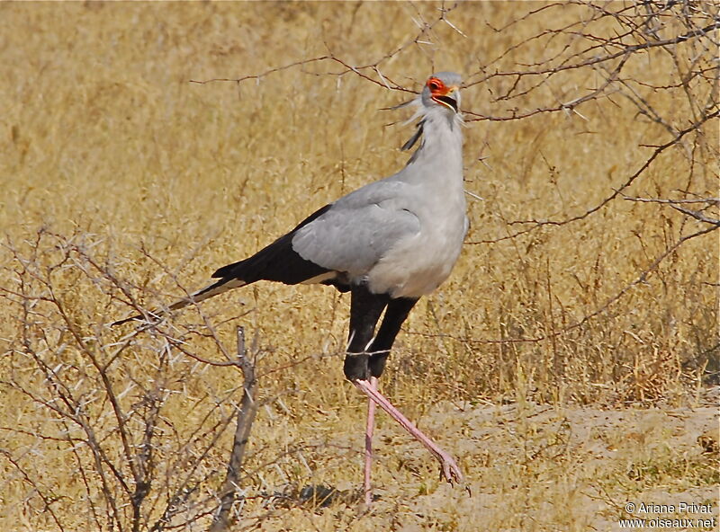 l'oiseau de Martin du 27 Juillet trouvé par Blucat Messager.sagittaire.arpr.1g