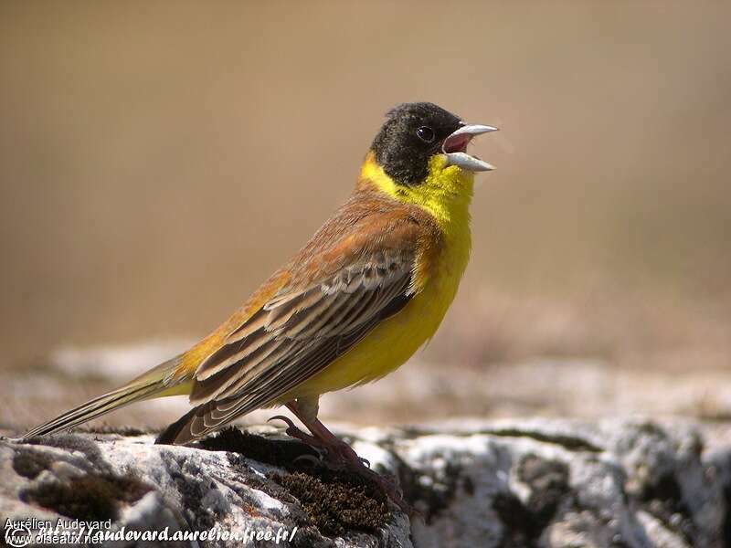 أنواع البوح   7 البوح السوداء الرأس Bruant.melanocephale.auau.2g