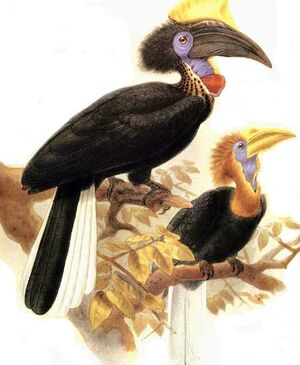  موسوعة شاملة عن طيور البوقير Calao.a.casque.jaune.dage.0p