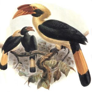 موسوعة شاملة عن طائر البوقير و أنواعه الجزء 2 Calao.de.mindanao.dage.0p