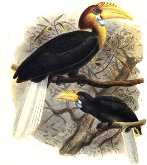 موسوعة شاملة عن طائر البوقير و أنواعه الجزء 2 Calao.de.narcondam.dage.0p