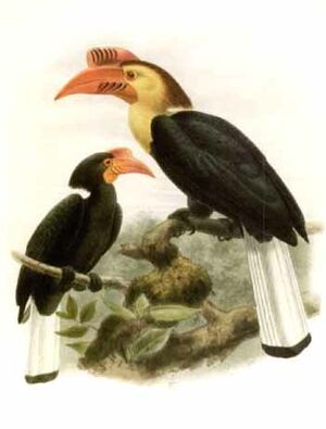 موسوعة شاملة عن طائر البوقير و أنواعه الجزء 2 Calao.de.vieillot.dage.0p