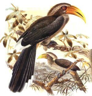 موسوعة شاملة عن طائر البوقير و أنواعه الجزء 1 Calao.gris.dage.0p