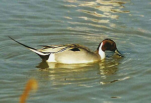 Oiseaux de France - Page 2 Canard.pilet.gibl.1p